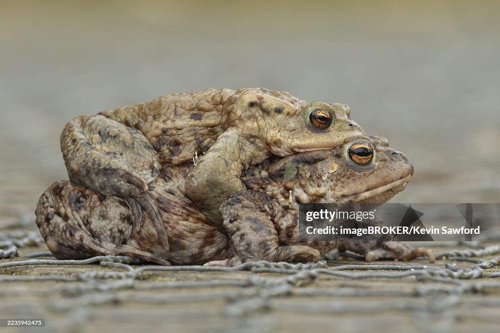Common toad (Bufo bufo) two adult amphibians mating on a path in spring, England, United Kingdom
