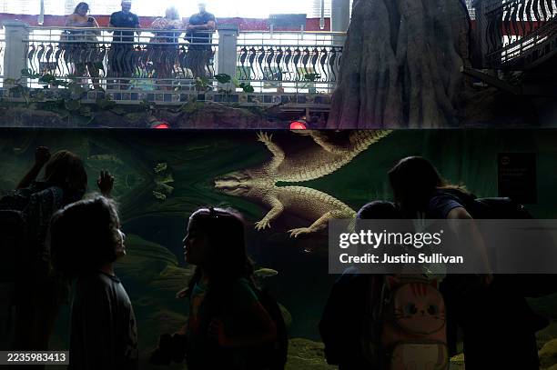 Rare albino alligator named Claude is reflected in water as it sits in its enclosure at the California Academy of Science on September 17, 2025 in...