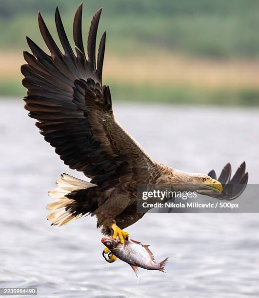 majestic white-tailed eagle in flight, clutching a freshly caught fish over shimmering water - talon stock pictures, royalty-free photos & images