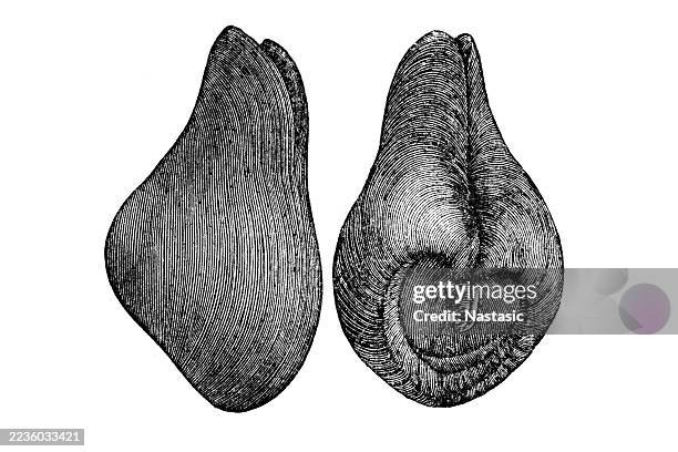 ilustrações de stock, clip art, desenhos animados e ícones de conocardium fusiforme is a fossil species of a rostroconchian mollusk, an extinct group of marine invertebrates - siluriano