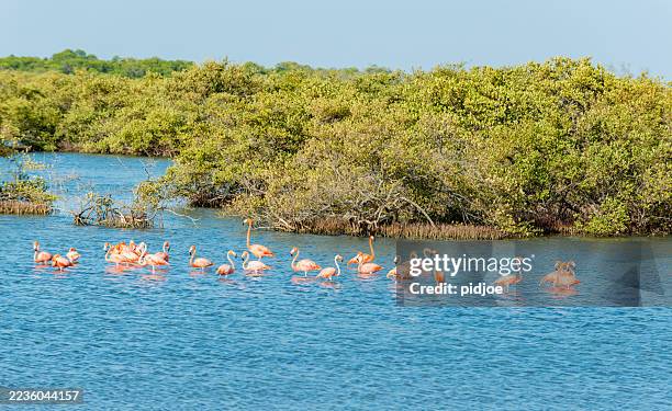 caribbean flamingos in bonaire. - wildlife reserve stock pictures, royalty-free photos & images