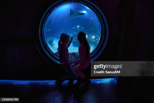 children looking at the fish in a big aquarium - aquarium stock pictures, royalty-free photos & images