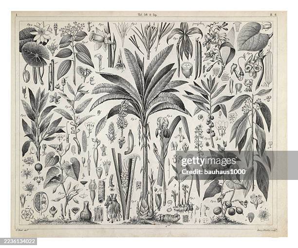 aromatic plants engraving antique illustration, published 1851 - witchhazel stock illustrations