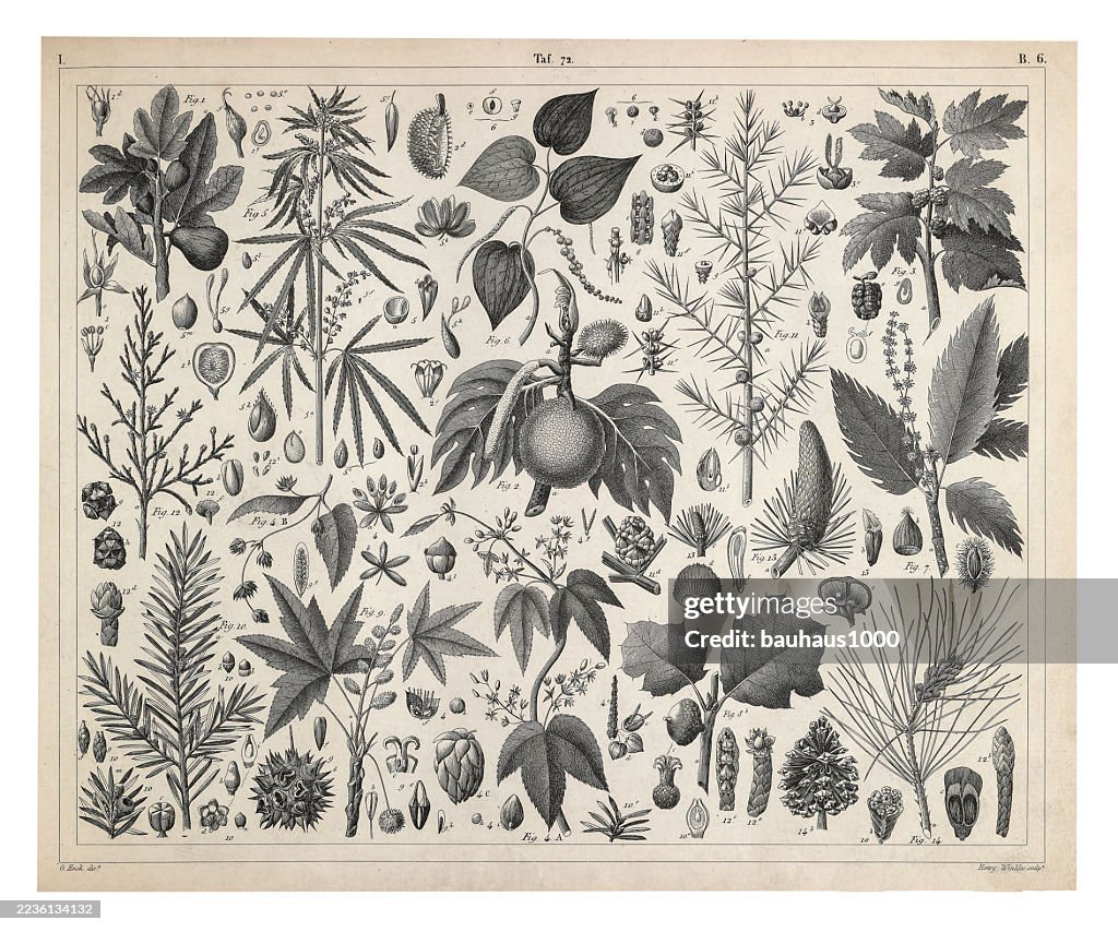 Coniferous Gymnosperms and Angiosperms of the Mulberry, Pepper, Beech and Witch hazel families Engraving Antique Illustration, Published 1851