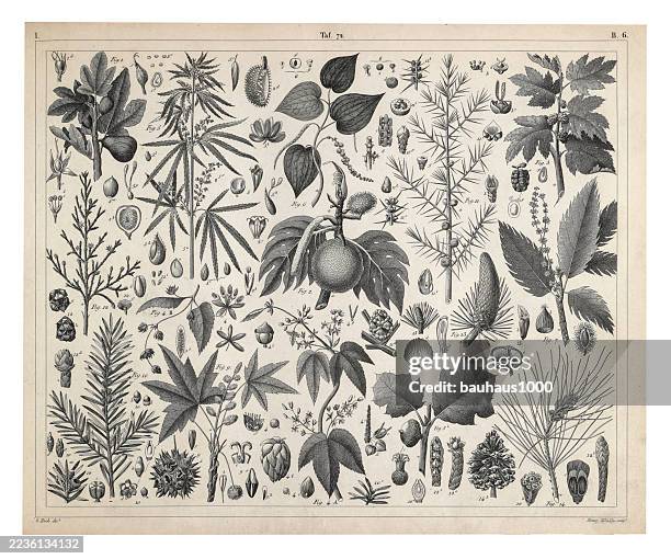 coniferous gymnosperms and angiosperms of the mulberry, pepper, beech and witch hazel families engraving antique illustration, published 1851 - witchhazel stock illustrations