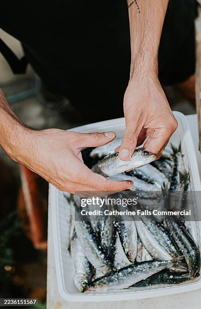 a man seasons whole, fresh sardines with salt - sardine photos et images de collection