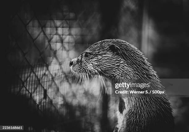 close-up black and white profile of an otter with wet fur looking intently to the left, with a blurred fence in the background - animales en cautiverio fotografías e imágenes de stock