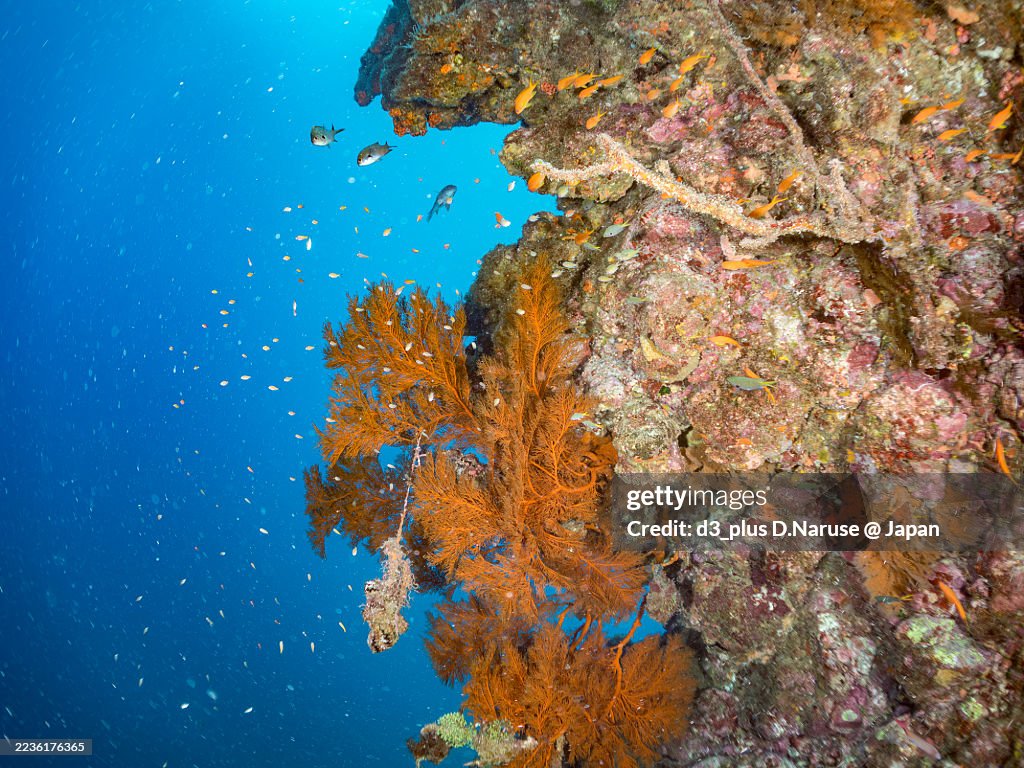 Sea Goldie, Pseudanthias squamipinnis,
Yellow and blueback fusilier, Caesio teres,
Blue and gold fusilier, Gold-banded fusilier,
Weber's chromis, Chromis weberi,
Northern yellow-spotted chromi.
and others.
school.