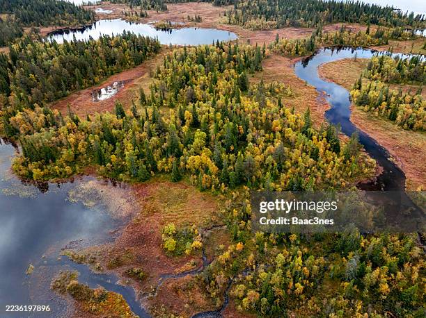 trees, swamp and a river seen from above in autumn - swamp stock pictures, royalty-free photos & images