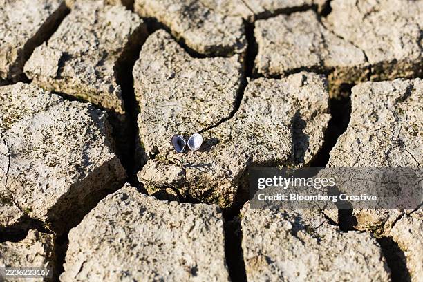 an empty shell on a cracked riverbed - sec photos et images de collection