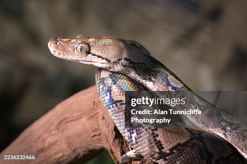 Dwarf python Dwarf python