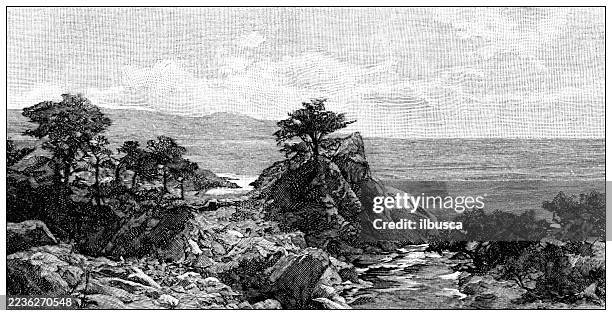 cypress point - zypresse stock-grafiken, -clipart, -cartoons und -symbole