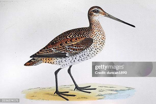 great snipe, gallinago media, wading birds, wildlife art print 19th century - great snipe stock illustrations