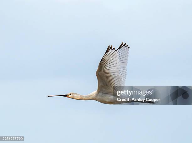 eurasian spoonbill, platalea leucorodia flying over cley next the sea, norfolk, uk. - spoonbill stock pictures, royalty-free photos & images