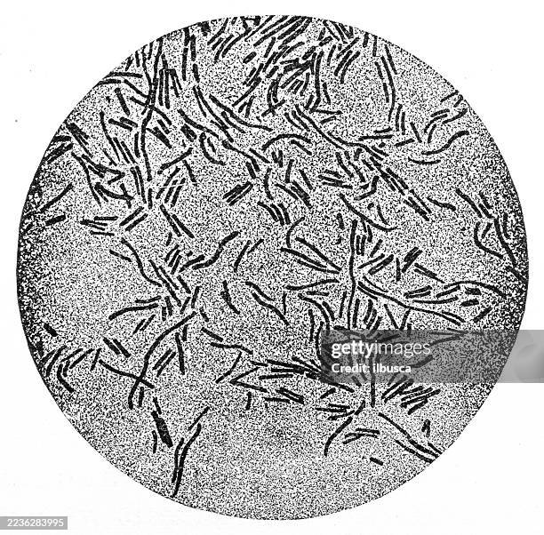 bacterial biology microscope image, rod shaped bacteria, bacilli - bacterial mat stock illustrations