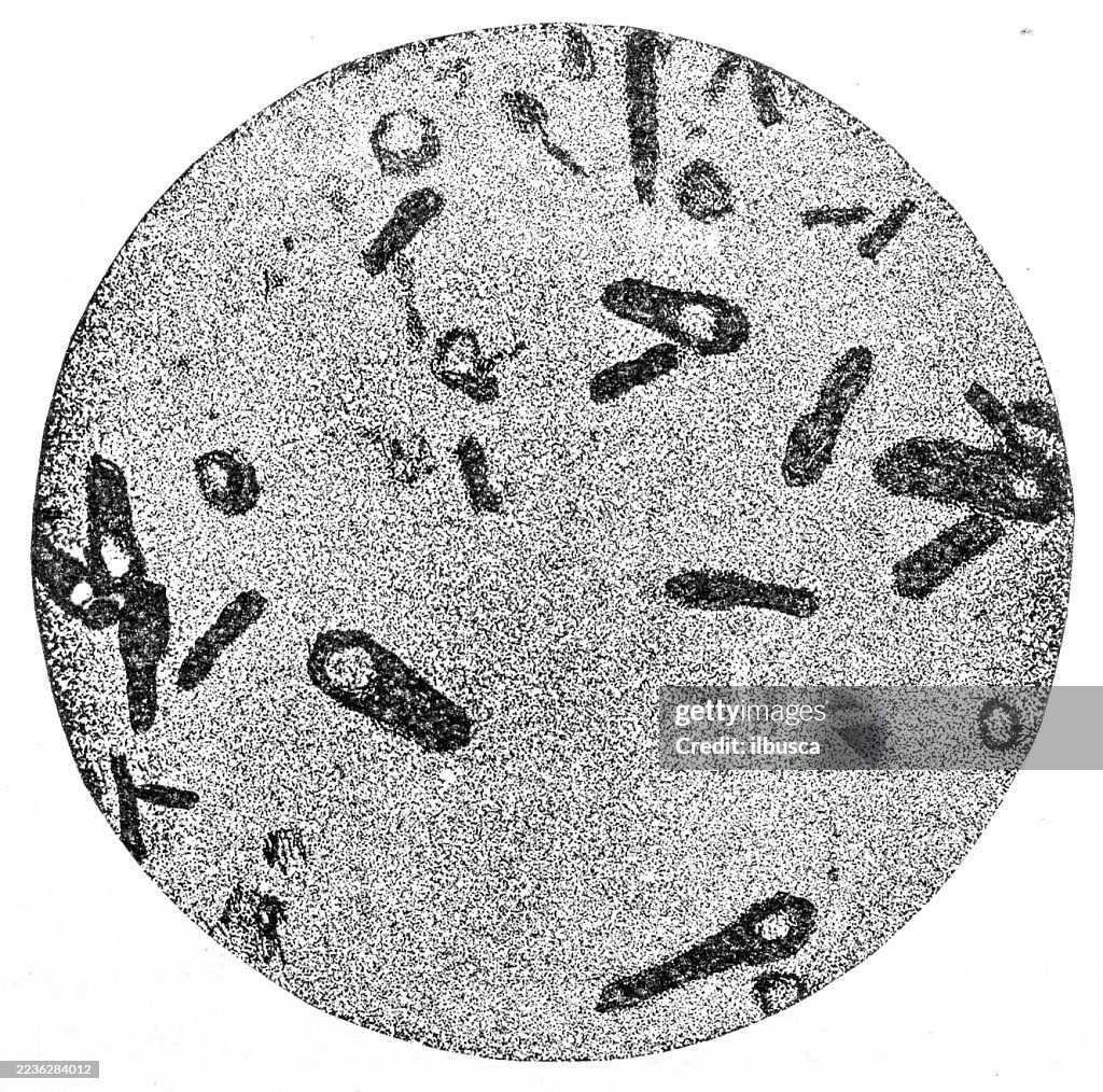 Bacterial Biology Microscope Image, Rod Shaped Bacteria, Bacilli