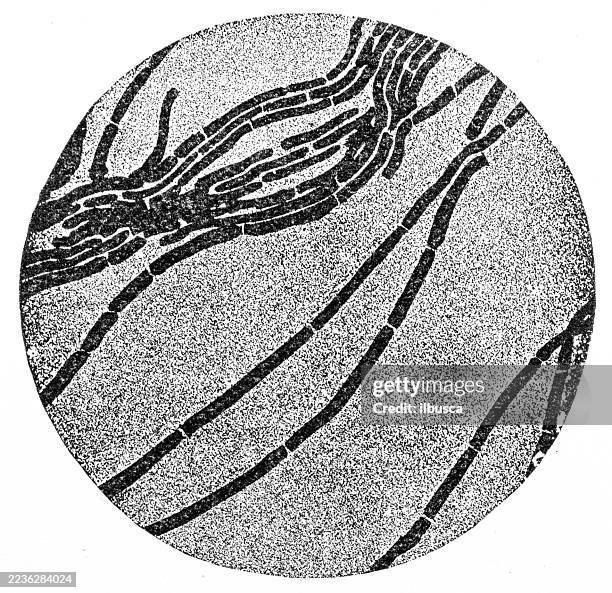 bacterial biology microscope image, rod shaped bacteria, bacilli chain - science equipment stock illustrations