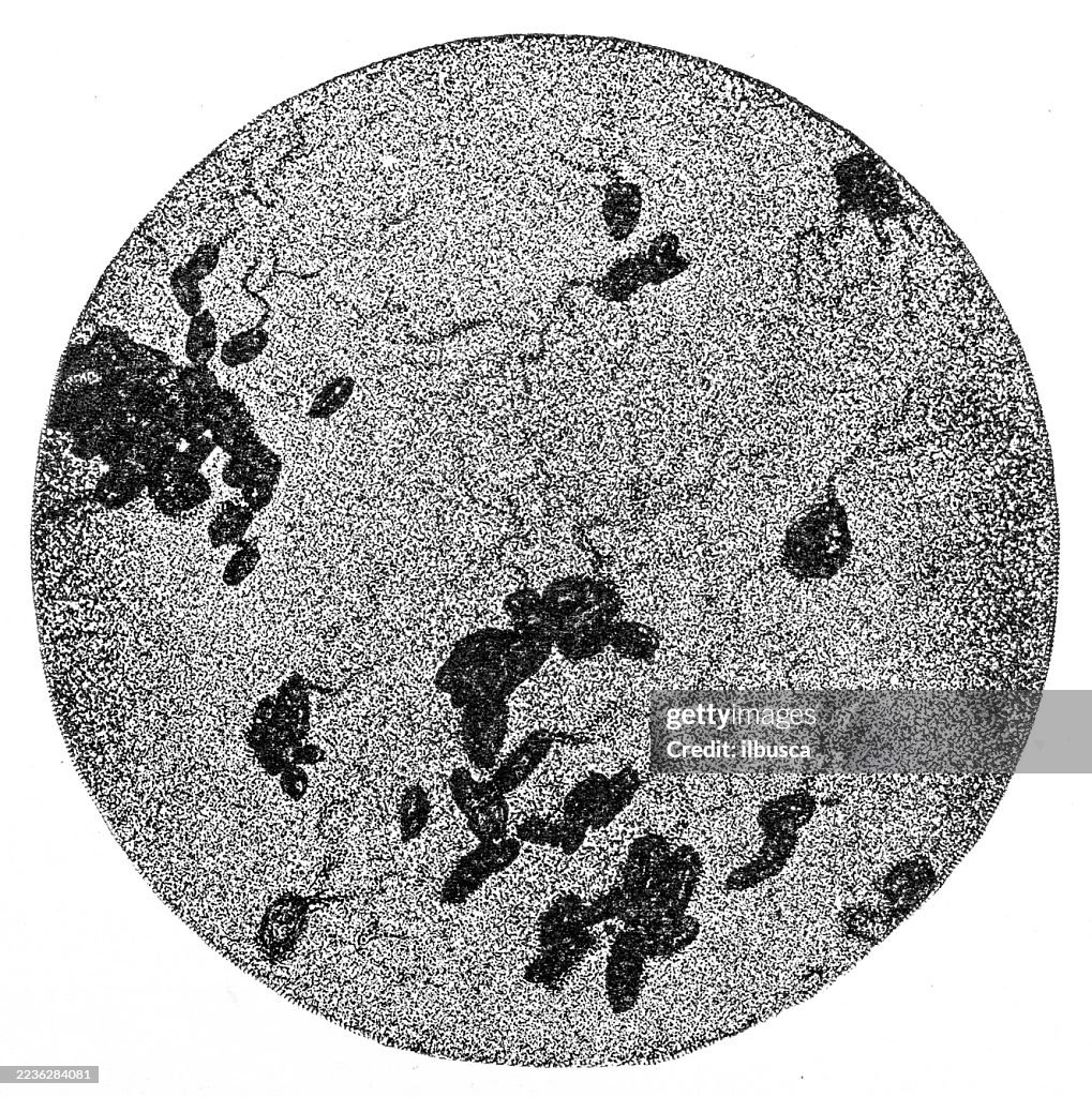 Bacterial Biology Microscope Image, Mobile Bacteria with Cilia