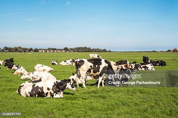 dairy cows grazing in the fields of holland - ko bildbanksfoton och bilder
