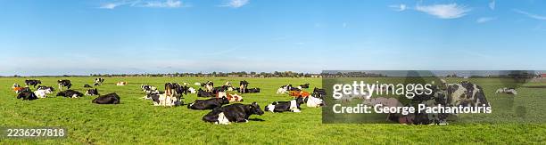 panorama of cows grazing in green pasture - plano geral imagens e fotografias de stock
