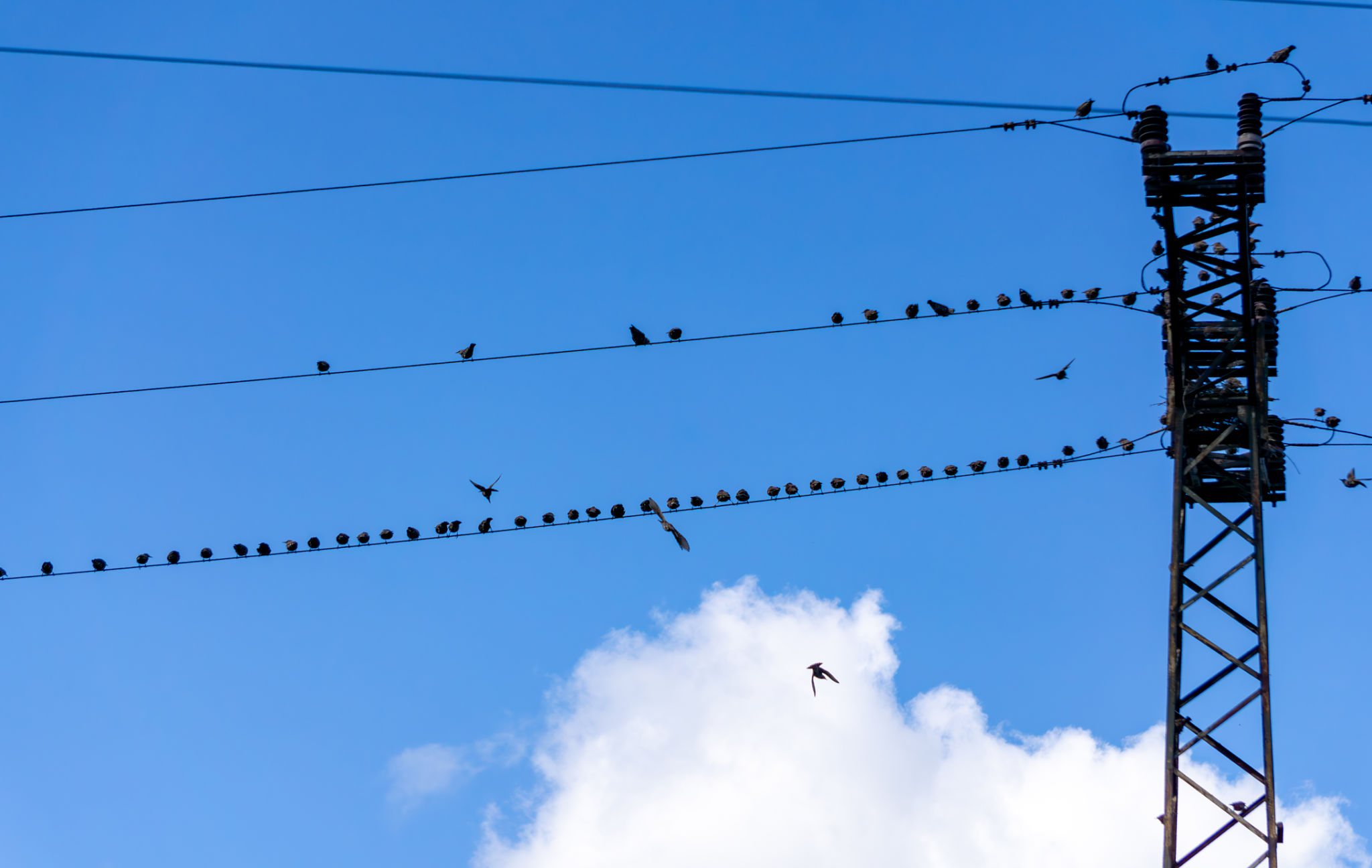 birds on wires