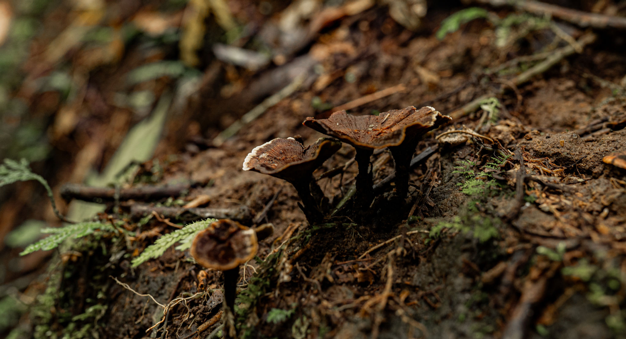 educación ambiental