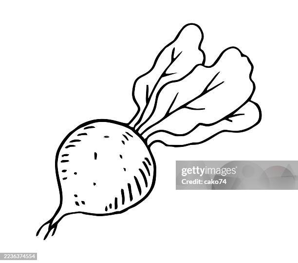 hand drawn beet - beetroot stock illustrations