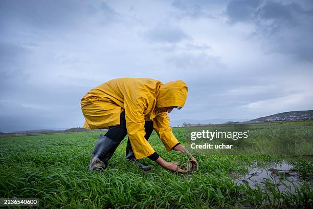 Farmers While Raining 1,196 Farmer Working In The Rain Stock Photos, High-Res Pictures, and ...