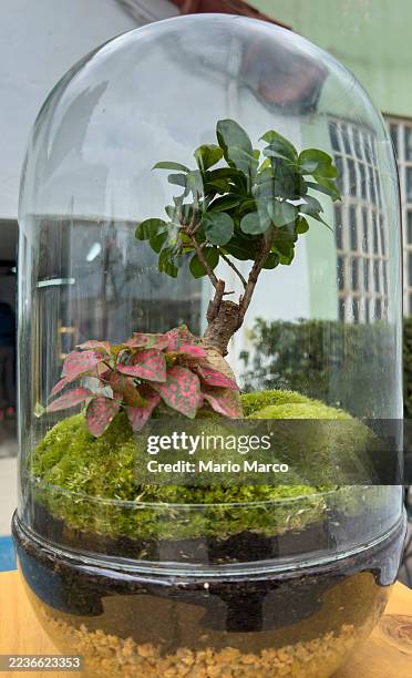 miniature terrarium with small plants - terrarium glass stock pictures, royalty-free photos & images