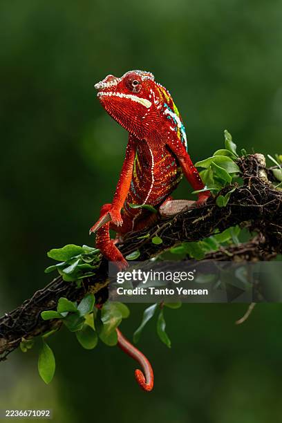panther chameleon - chameleon stock pictures, royalty-free photos & images