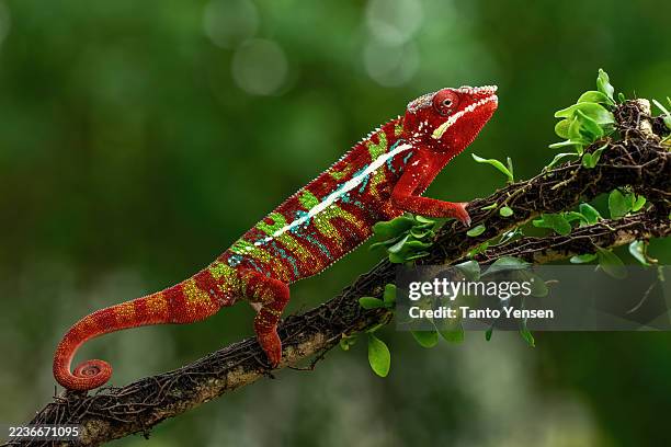 panther chameleon - chameleon stock pictures, royalty-free photos & images