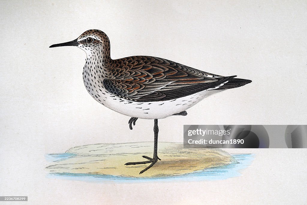 Schinz’s Sandpiper or White-rumped Sandpiper, Calidris fuscicollis, wading birds, Wildlife art print 19th Century