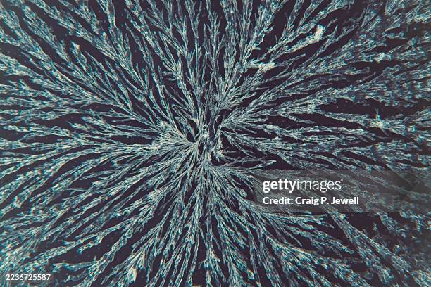 texture: paracetemol crystallised from ethyl acetate solution - magnification stock pictures, royalty-free photos & images
