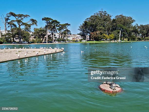 red-eared sliders (trachemys scripta elegans) at spreckels lake in golden gate park, san francisco - golden gate park stock-fotos und bilder