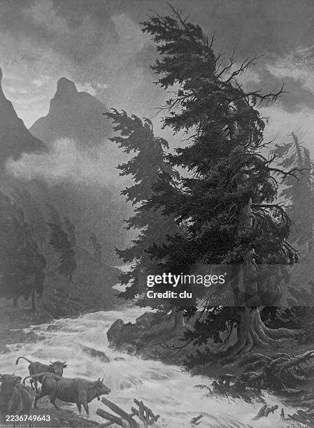 illustrations, cliparts, dessins animés et icônes de météo pin dans les hautes montagnes - 1890 1899