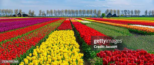 colourful tulip fields in the netherlands - tulip stock pictures, royalty-free photos & images