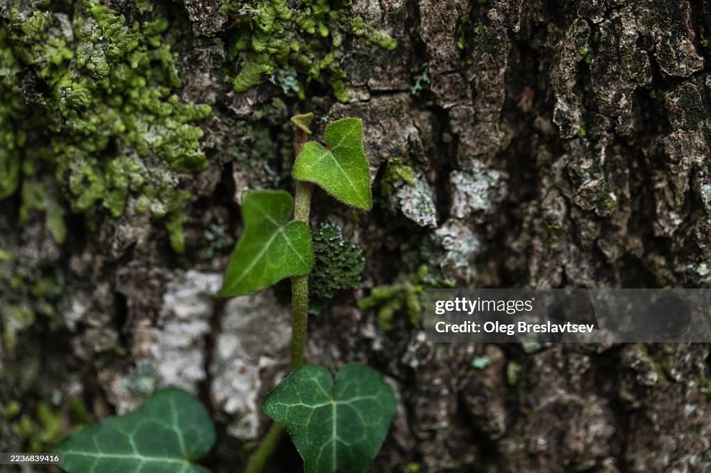Close-Up Of Ivy On Tree Bark With Green Moss And Rich Textured Surface