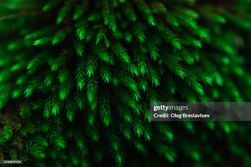 Close-Up Of Bright Green Moss In A Dense Forest Macro Texture
