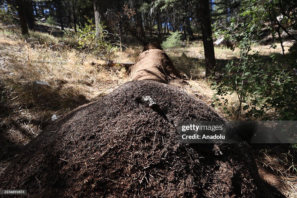 Red forest ants protecting century old cedar trees