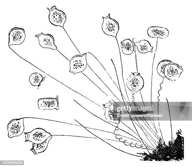 vorticella unicellular organisms - 19th century - ciliate stock illustrations