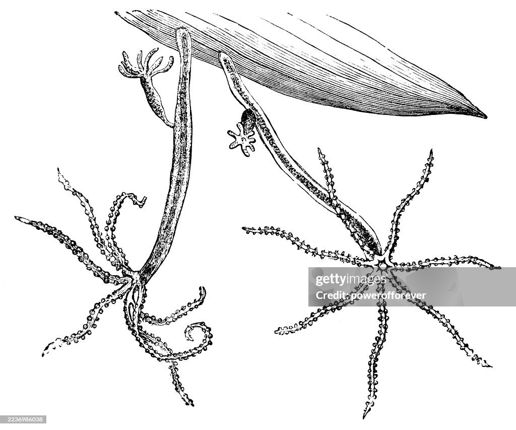 Green Hydra Freshwater Polyp Coral (Hydra Viridissima) - 19th Century