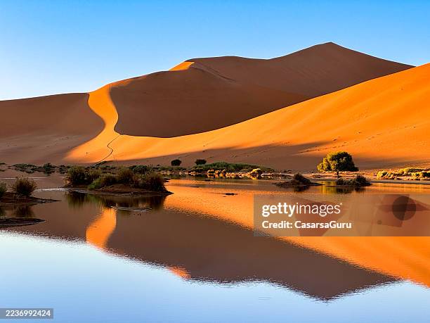 water reflection in the namib desert - sossusvlei stock pictures, royalty-free photos & images