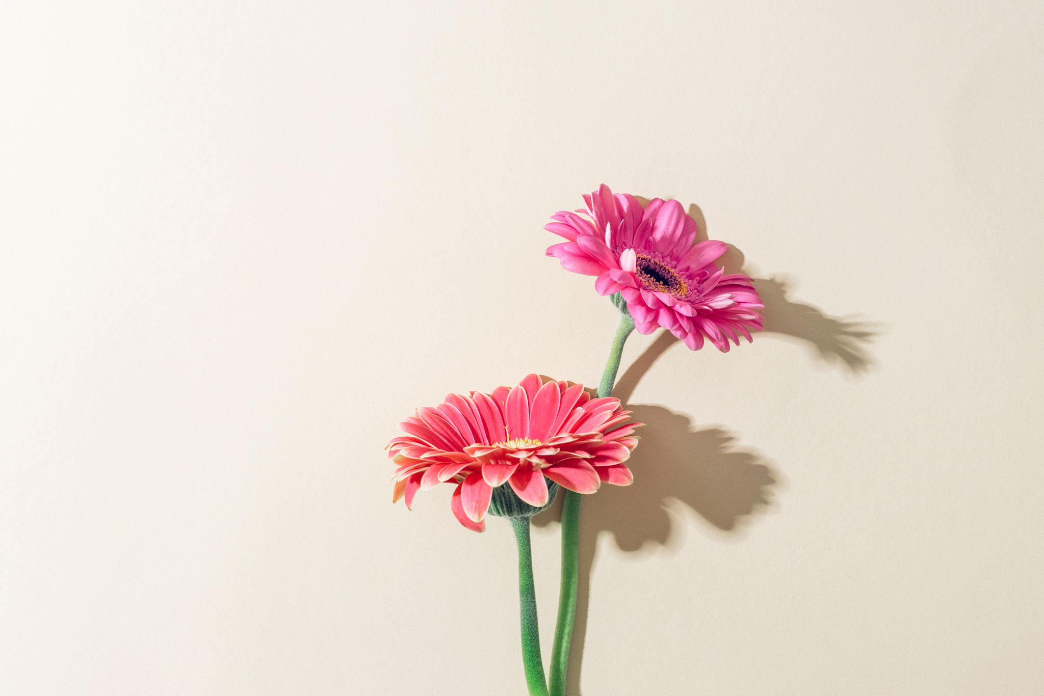 gerbera flower