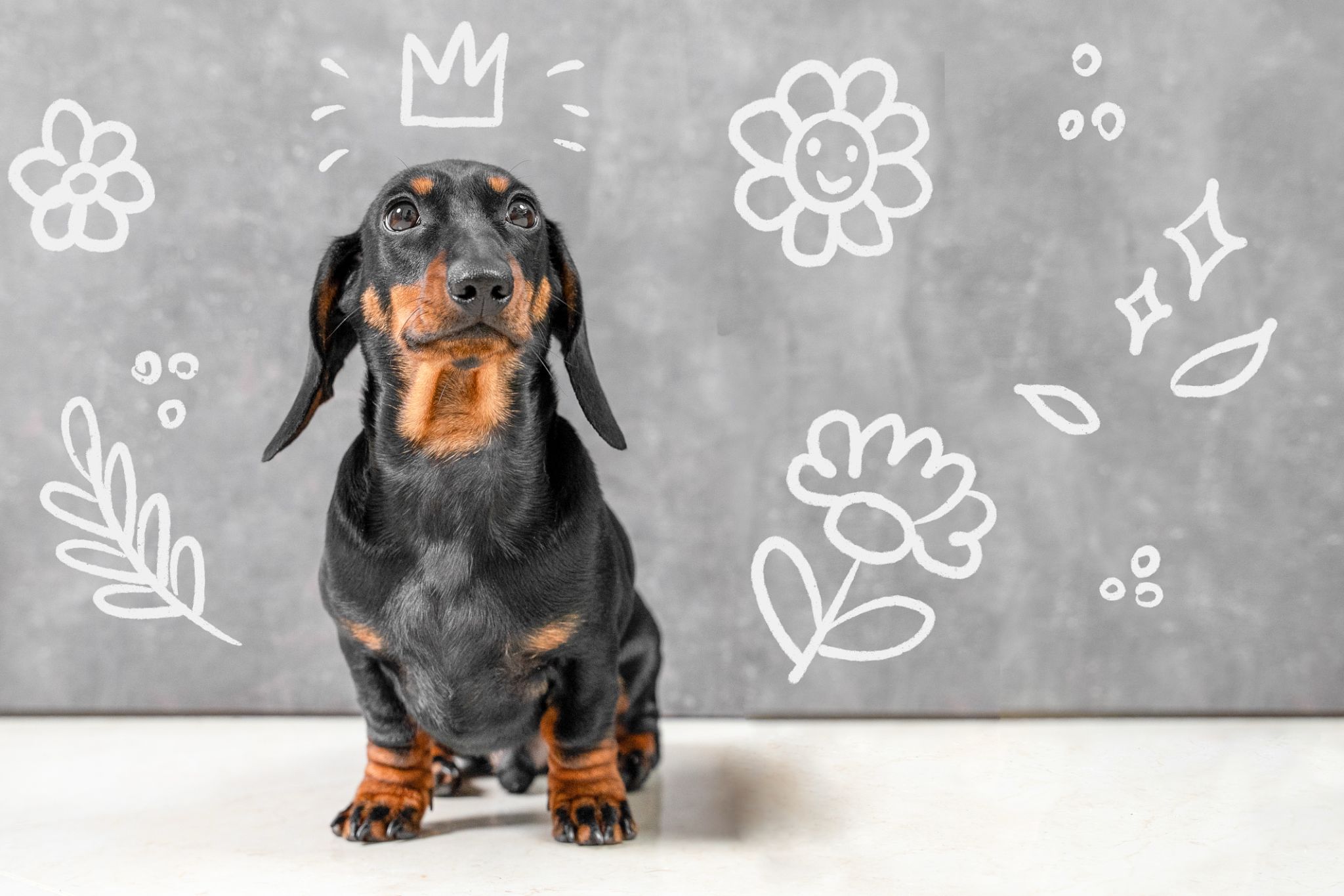 pet portrait art
