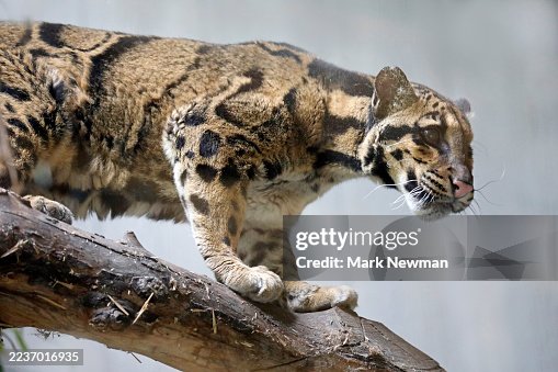 Clouded leopard Clouded leopard