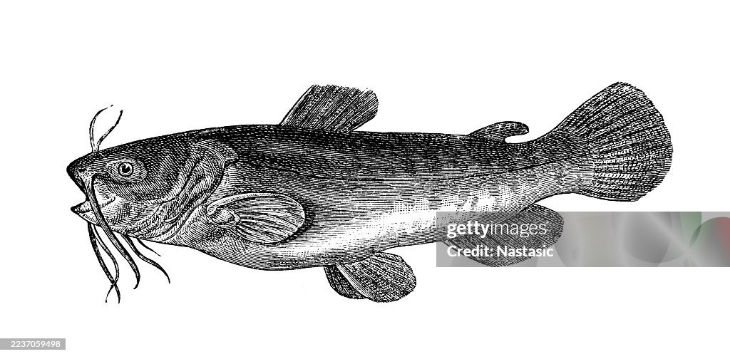 Dwarf catfish (Amiurus nebulosus)