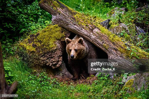 portrait of brown bear at entrance of its den among rocks beneath fallen tree. - hibernation stock pictures, royalty-free photos & images