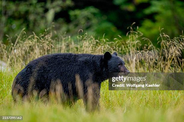 An American black bear is walking through the meadow at Cameron Cove in Barnard Harbor, Princess Royal Island, Great Bear Rainforest, British...