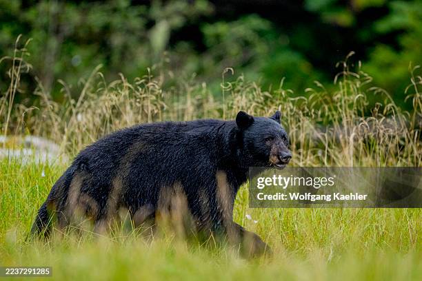 An American black bear is walking through the meadow at Cameron Cove in Barnard Harbor, Princess Royal Island, Great Bear Rainforest, British...