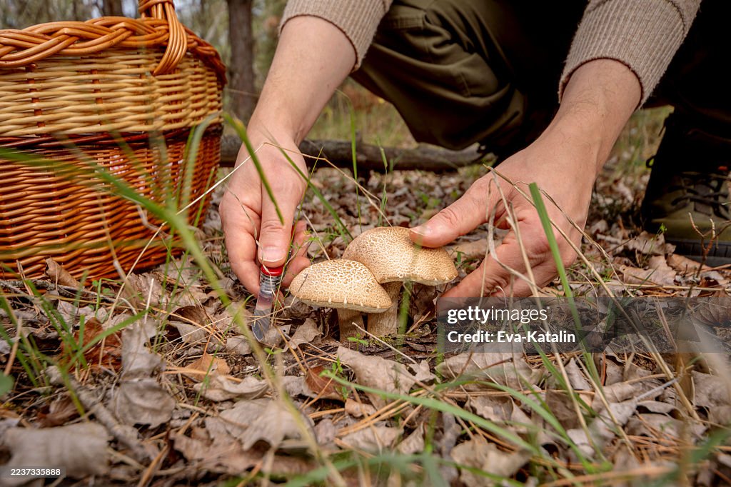 Leccinum duriusculum